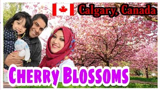 Must Visit!! কানাডার ক্যালগেরিতে চমৎকার Cherry Blossoms এর রাজ্যে ঘুরে এলাম, Calgary, Canada