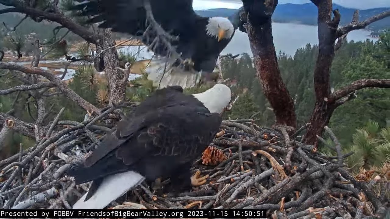 A Storm FOBBV CAM Big Bear Bald Eagle Live Nest - Cam 1 / Big Bear Bald ...