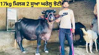 17kg ਮਿਲਕ 2#ਸੂਆ ਘਰੇਲੂ ਕਿਸਾਨ ਦੀ ਘਰਦੀ ਝੋਟੀ ਨਾਲ ਇੱਕ 3 ਸੂਆ 15kg ਮਿਲਕ for sale !!