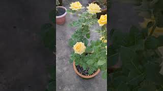 Solaire Rose Plant #shortsvideo #shorts #yellow