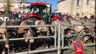 Journée des boeufs gras à Bazas (2)