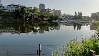 【練馬区マニアック】東京都立石神井公園を散策しました🚶 #石神井城阯 #石神井池