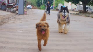 大王和来福到山里冒险，调皮大王又带着全身泥巴回家了 Dawang and Laifu came home covered in mud after they went to the mountains