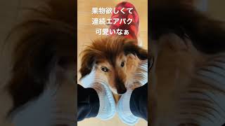 苺は〜？ちょーだい　#カニンヘンダックス #老犬 #shorts #ちょーだい #18歳