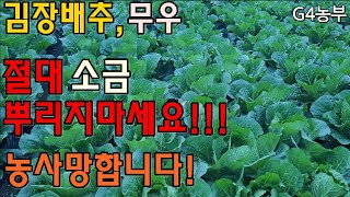 배추무우농작물 소금 절대뿌리지마세요 농사망합니다