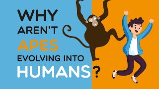 Why aren't apes evolving into humans any more? - Myths of Human Evolution