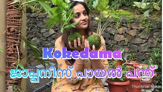 How to make kokedama//ജാപ്പനീസ് പായൽ പന്തുകൾ//Start with Bibs