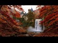 [NO ADS]12 Hours LIVE: Celtic Whisper Healing – Soothing Female Vocal Music 432Hz