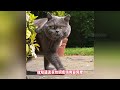 狸花猫永不为奴，打遍各国名猫，做铲屎官的主子，还有谁不服？