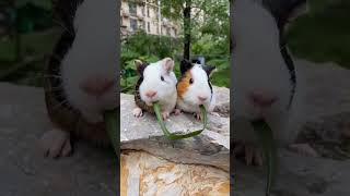 Funny mouse video 🐁🐭💞 Cute mouse video #mouse #mousevideo #shorts #shortsfeed #viral #funnyvideos