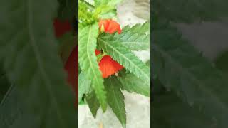 লাল ফুল। #flowers #shortsvideo