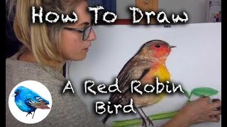 Learn how to draw A RED ROBIN BIRD in 8 minutes: STEP BY STEP GUIDE! (Age 5 +)