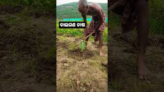 ବାଇଗଣ ଚାଷ | ଆଜି ବାଇଗଣ ରେ ସାର ଦିଆଯିବ #baiganachasa #brinjal #farming #youtubeshorts #shorts #viral