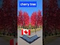 Cherry tree while driving by  #naturelover #roadtrip #shorts #subscribe #everyone #myyoutube