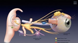 The Science and Clinical Efficacy of Intense Pulse Light (IPL) for MGD and Dry Eye Patients