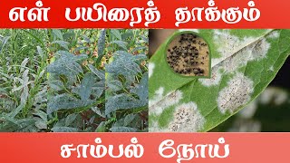 எள் பயிரைத் தாக்கும் சாம்பல் நோய் | சாம்பல் நோய் | Gramathan