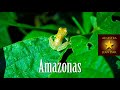 Amazonas, Las Trés Fronteras: Colombia, Brazil, Peru | What to see - Read subtitles & description!