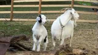 goatlog: Fighting goats (2012-10-11)