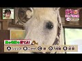 にじパレ どドdo！ ほんごう馬の里