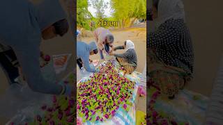 રીંગણા અને વાલોળ નો ઢગલો | #desivlogs #gujarati #farmerlife