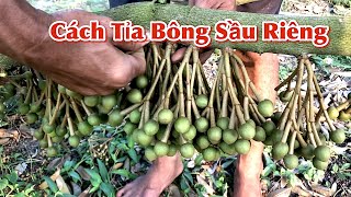 Kỹ thuật tỉa bông sầu riêng | Giảm áp lực sâu bệnh | SCNV 0939.051.123