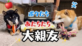 小粒黒柴と巨体末っ子の柴犬コンビが気が合い過ぎてかわいい