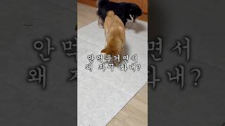 간식 쟁탈전  #시바견 #시바이누 #마메시바