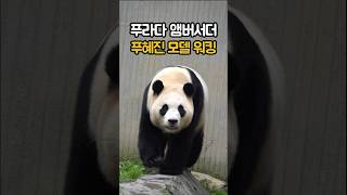 [4K] 선수핑 고액 납세자 1위 푸바오의 파워 워킹 #푸바오 #푸바오중국 #fubao #福寶