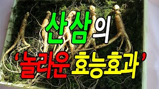 [효능백과사전] 산삼 효능, 산삼 놀라운 효능효과 꼭 알아야 할 7가지 정보, 먹는방법, 문헌정보, 뉴스 자료, 실제사례