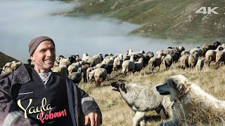 Shepherd Omar's Herd of Sheep and Goats | Documentary ▫️4K▫️