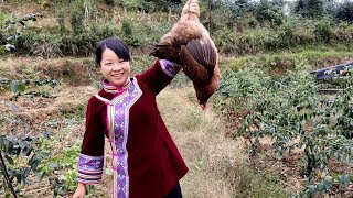 秋子抓鸡炖枞菌，这味道鲜香嫩滑！就问小六会不会隔着屏幕流口水