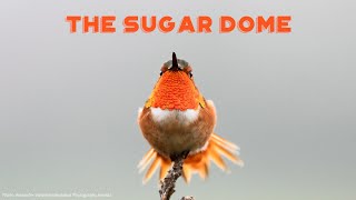 The Sugar Dome