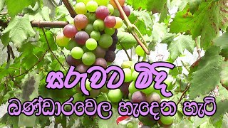 grapes #සරුවට මිදි #බණ්ඩාරවෙල හැදෙන හැටි