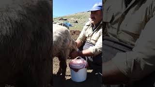 Toroslarda yörüklerin yaşamı ,yörükler yazın dağlara yukarılara çıkar ve 3ay dağda geçer