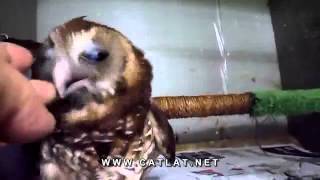 Baby owl loves getting tickled