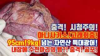 자연산 1m!10kg 대물 광어의 충격적인 반전!