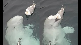 Bird Doesn't Care About Being Eaten
