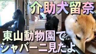 介助犬留奈、イケメンゴリラのシャバーニ見たよ