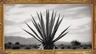 Cactus Frame TV Art Black and White Screensaver Framed 4K HD Wallpaper Desert Landscape Slideshow