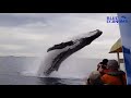 Whale jumps out during sightseeing tour
