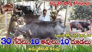 50 Animals for sale | Dairy farm Lease | 9866333719 |డైరీ ఫార్మ్ మామిడి తోట లీజ్| పందెం కోళ్లు,దూడలు