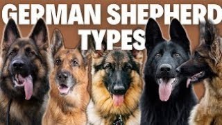 8 German Shepherd Breed Types - Simply Explained