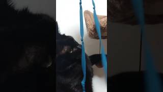 【黒猫】ひもで戯れる黒猫 #猫