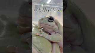 可愛いイエアメガエルがただゲコゲコするだけの動画🐸#ちょろちょろ #爬虫類カフェ #爬虫類 #北九州 #小倉 #イエアメガエル #イエアメ #カエル #amphibian #frog