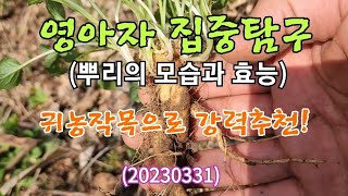 #영아자 집중탐구(뿌리의 모습과 효능)20230331 지역명:염아자,미나리싹,산미나리,물잔대