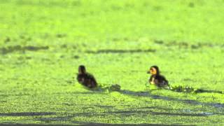 Mallard Ducklings Running