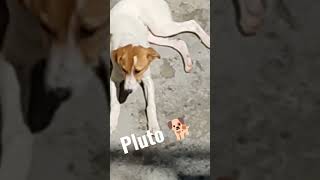 Dog fact🐕 Sub 👍 #shortvideo #shorts #youtubeshorts #ytshorts #dog #doglover#shortvideo #pluto#pahadi