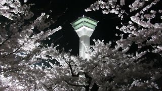 2022.4.25 満開を迎えた函館五稜郭公園の桜　夕桜～夜桜