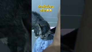 #โอลาฟแมวพูดได้ #cat #musiccat #catlover #catmusic #cute #catsmusical #แมว #funny #kittenmusic