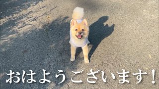 福島の実家で朝の散歩を楽しむ愛犬が可愛い…笑